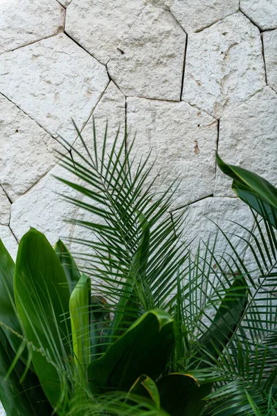 メキシコの大きな石壁に対して緑豊かな熱帯の葉 — ストック写真