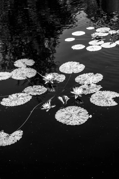 stock image Black and white image of lilies in a pond