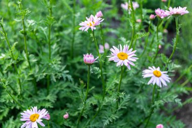 Sarı merkezli ve yemyeşil yapraklı pembe papatyalar.