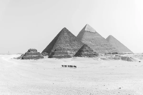 Чорно Білі Піраміди Гізи Верблюдами Далекій Відстані — стокове фото