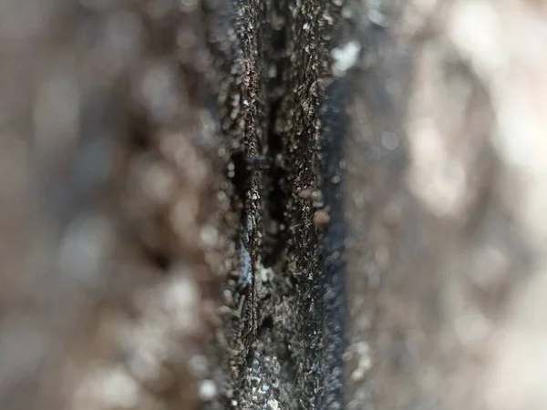 Zwischen Schränken Mit Sägemehl Gefüllt Und Von Termiten Gefressen — Stockfoto
