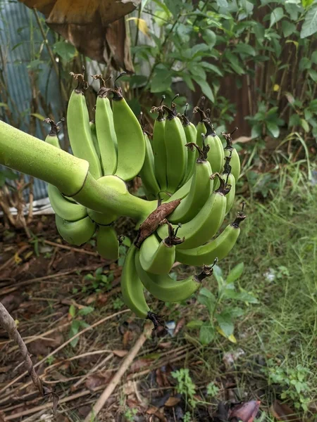 家の庭の背景がぼやけている木からぶら下がっている緑のバナナの束 — ストック写真