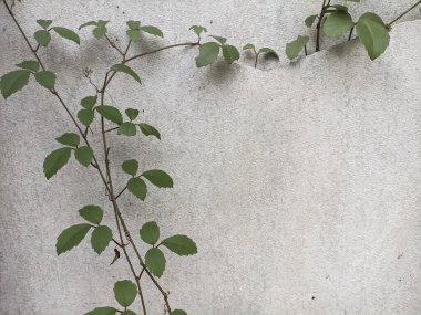 Birçok yabani bitki içeren beyaz arkaplan dokuları