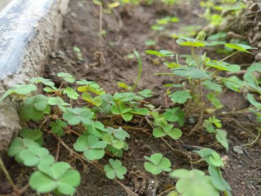 Sürünen ağaçkakan 