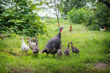Yazın, güneşli bir günde, bir hindi ailesi çimlerin üzerinde bahçede yürür..