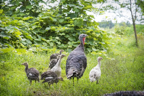 stock image In the summer in the village, on a bright sunny day, a family of turkeys walks in the garden on the grass.