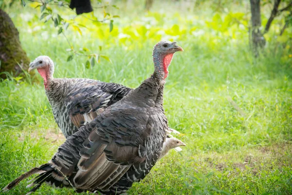 stock image In the summer, on a bright sunny day, turkeys walk in the grass in the garden.