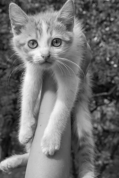 Latem Mały Kociak Siedzi Ramionach Tle Liścia Czarno Białe Zdjęcie — Zdjęcie stockowe