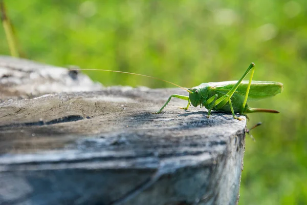 Summer Green Locust Sits Stump Garden — Stock Photo, Image