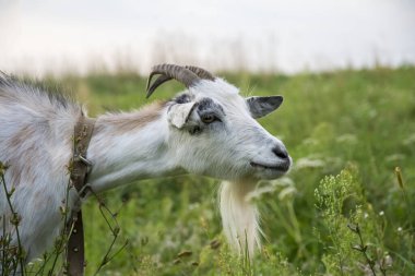 Yazın, köyde siyah beyaz bir keçi otlar. Yakın plan..