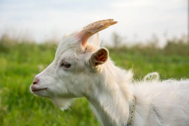 Yazın, köyde beyaz bir keçi otlar. Yakın plan..