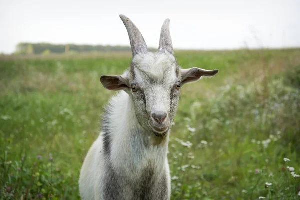 Une Petite Chèvre Aux Petites Cornes Broute Dans Prairie — Photo