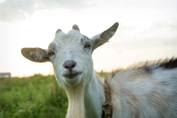 Summer Black White Goat Grazes Field Village Close — Stock Photo, Image