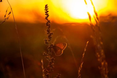 Yazın, tarlada, bir kelebeğin silueti gün batımında bir çivinin üzerinde oturuyor..
