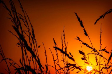 Gün batımında çim siluetinde yaz..