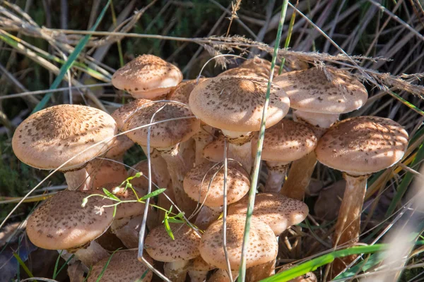 Uma Família Cogumelos Mel Outono Cresce Grama — Fotografia de Stock