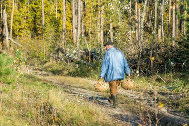 Sonbahar çam ormanında, bir erkek mantar toplayıcısı mantar arıyor..