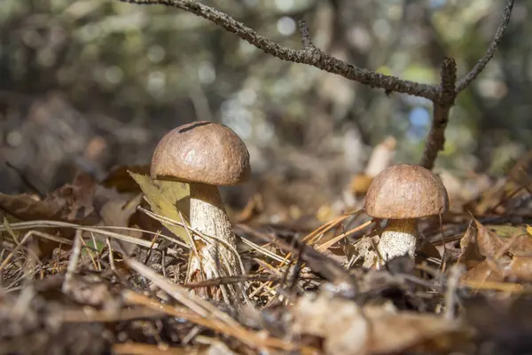 Dois Cogumelos Boleto Crescem Floresta Outono — Fotografia de Stock