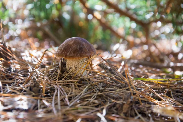Cogumelo Boleto Cresce Floresta Outono — Fotografia de Stock