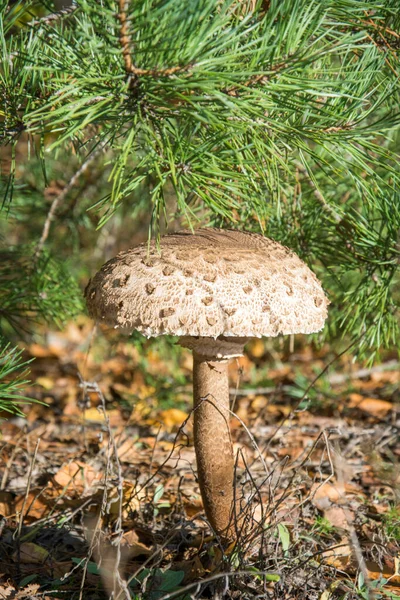 森林里有一把大蘑菇伞 蘑菇伞与白色帽子生长在森林 — 图库照片