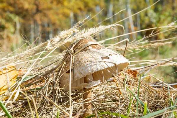 Een Grote Paddestoel Paraplu Het Bos Paddestoel Paraplu Met Een — Stockfoto