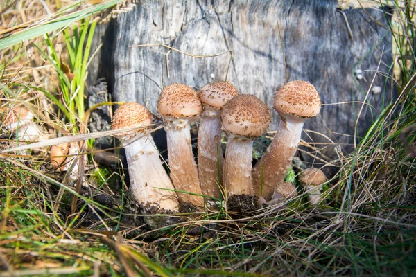 一科秋天的蜂蜜蘑菇长在草地上 — 图库照片