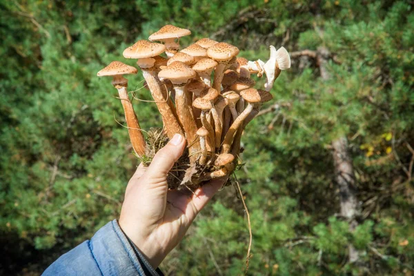Herbstpilze Pilze Sammeln Wilden Wald Honigpilze Der Hand Eines Pilzsammlers — Stockfoto