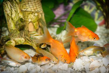 Akvaryumda, birçok farklı balık algler arasında yüzer, yemek yerler..