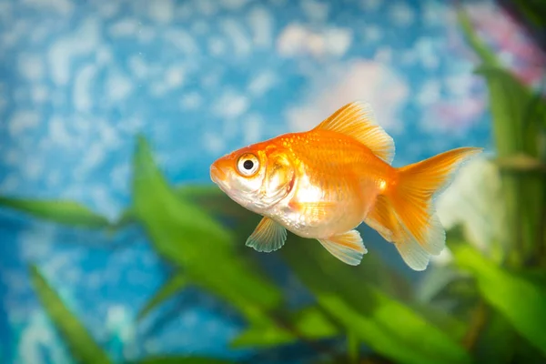 Aquarist Aqua Fish Carassius Auratus 백상어 Crucian Carp 어류이다 오란다 — 스톡 사진