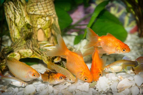 수족관에서는 해조류들 사이에서 헤엄치는 물고기들 먹이를 먹는다 — 스톡 사진