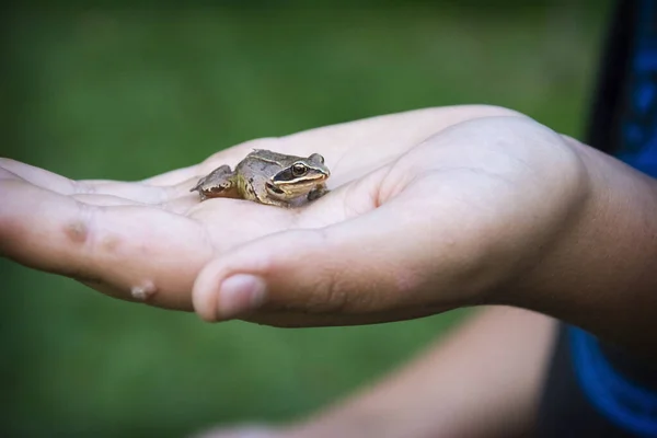 stock image In summer, a brown frog sits on a warty hand.