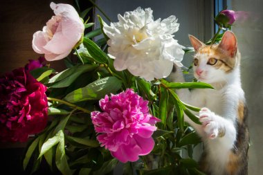 Komik, güzel bir kedi vazonun yanındaki pencere eşiğinde oturur ve şakayık çiçekleri koklar..