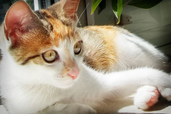 Tricolor Cat Windowsill Closeup Portrait — Stock fotografie