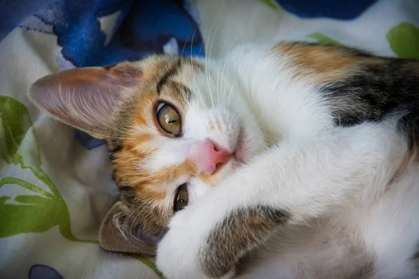 Gato Engraçado Bonito Jaz Costas — Fotografia de Stock