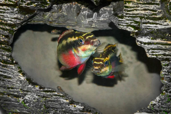수족관에 파랑비늘돔 마리있어 — 스톡 사진