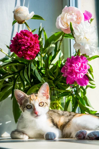 In summer, a beautiful little cat lies on the windowsill near a vase of peonies.