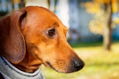 Parlak güneşli bir günde sonbahar parkında kahverengi dachshund..