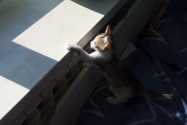Комнате Маленький Трехцветный Любопытный Кот Выглядывает Тени — стоковое фото