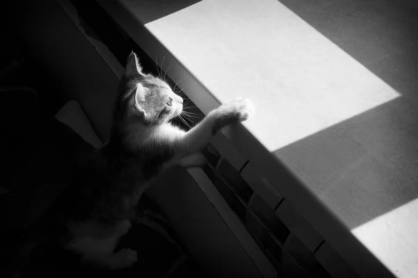 房间里 一只好奇的小猫从阴影中窥探出来 黑白照片 — 图库照片