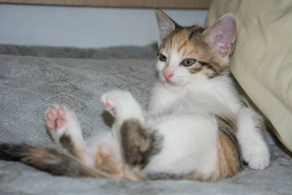 귀여운 마리의 고양이 가등에 침대에서 있습니다 — 스톡 사진