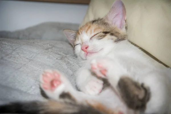 Egy Aranyos Trikolor Cica Alszik Ágyon Hátán — Stock Fotó