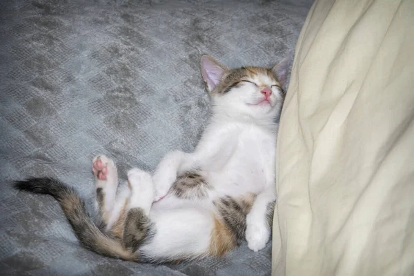 Pequeno Gatinho Tricolor Bonito Está Dormindo Cama Nas Costas — Fotografia de Stock