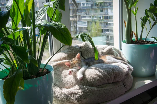 Невеликий Триколорний Кошеня Спить Підвіконні Біля Квітів — стокове фото
