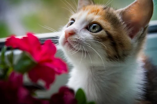 Gatinho Bonito Engraçado Espreita Por Trás Flores Cor Rosa Peitoril — Fotografia de Stock