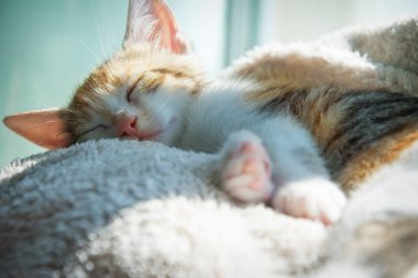 Küçük sevimli bir üç renkli kedi yavrusu arka taraftaki yatakta uyuyor.