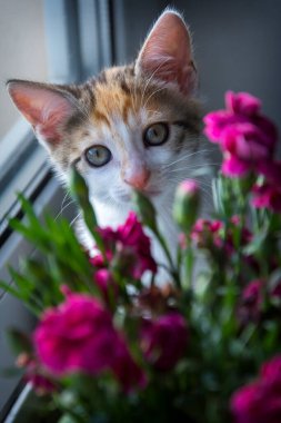 Pencerenin kenarındaki pembe çiçeklerin arkasından tuhaf bir kedi yavrusu dikizliyor..