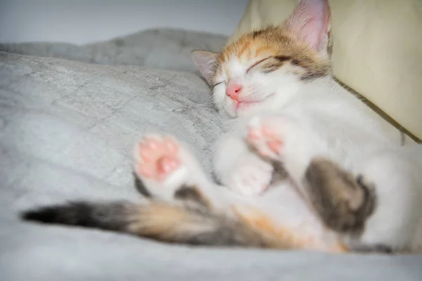 Pequeno Gatinho Tricolor Bonito Está Dormindo Cama Nas Costas — Fotografia de Stock