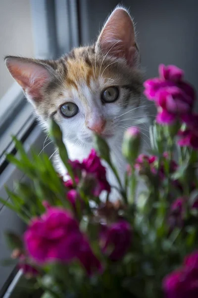Legrační Roztomilé Kotě Vykoukne Zpoza Růžových Květin Parapetu — Stock fotografie