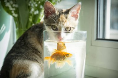 Pencere kenarındaki odada üç renkli bir kedi akvaryumdaki bir akvaryumu izliyor..