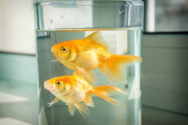 Pencere kenarında iki süs balığı olan bir akvaryum var..